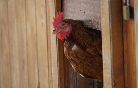 Kopf vom Huhn (Biohof Finke)