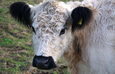 White Galloways vom Biohof Finke