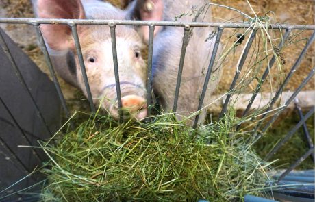 Bentheimer Schwein vom Hof Finke im Stall am Fressen