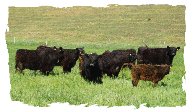 Galloway Herde auf der Wiese in Fürstenberg