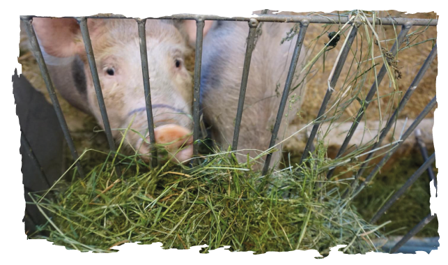 Bentheimer Schwein am Fressen im Stall